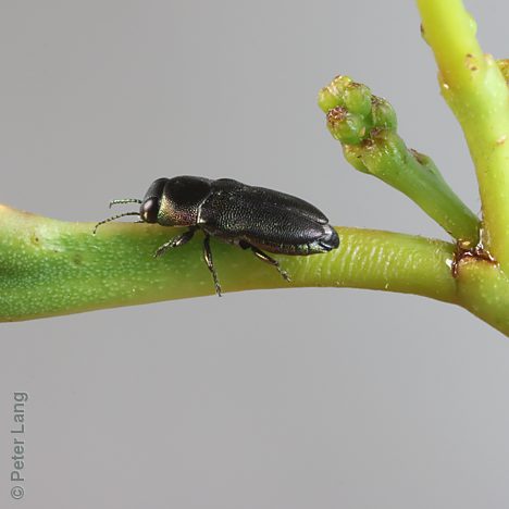 Neocuris pauperata, PL2152, on Acacia retinodes, NL